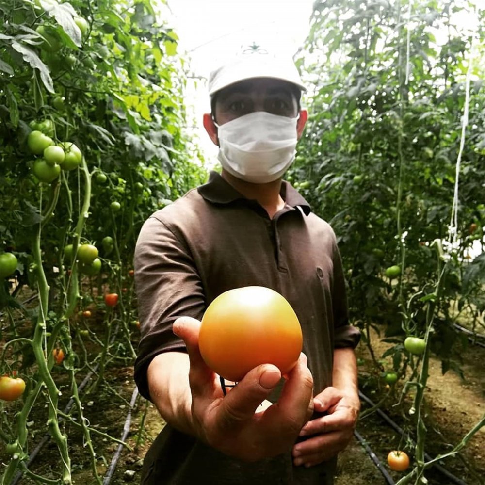 Karapınar'da Sera Alanlarında İnceleme