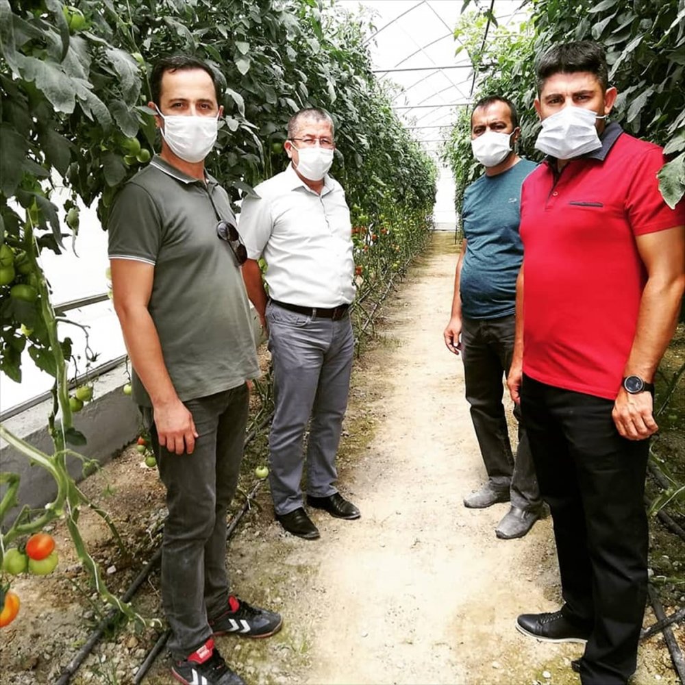 Karapınar'da Sera Alanlarında İnceleme