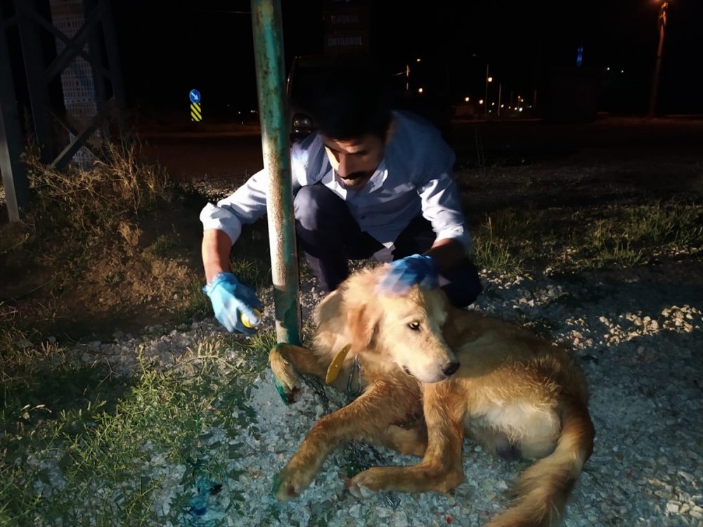 Konya'da Sulama Kanalına Düşen Köpeği İtfaiye Kurtardı