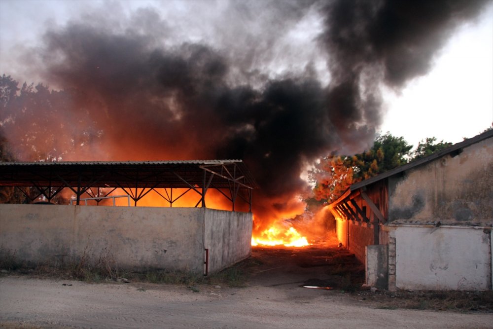 Mersin'de Araştırma Enstitüsünde Yangın Çıktı