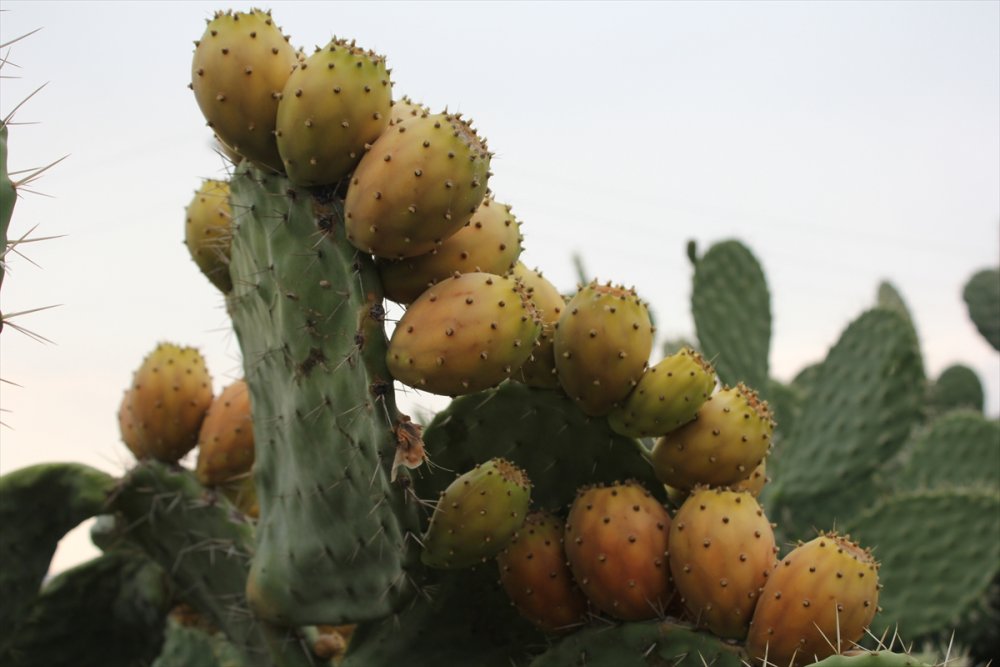 Mersin'in Lezzeti Dikenli İncir Tatlıya Dönüştürülecek