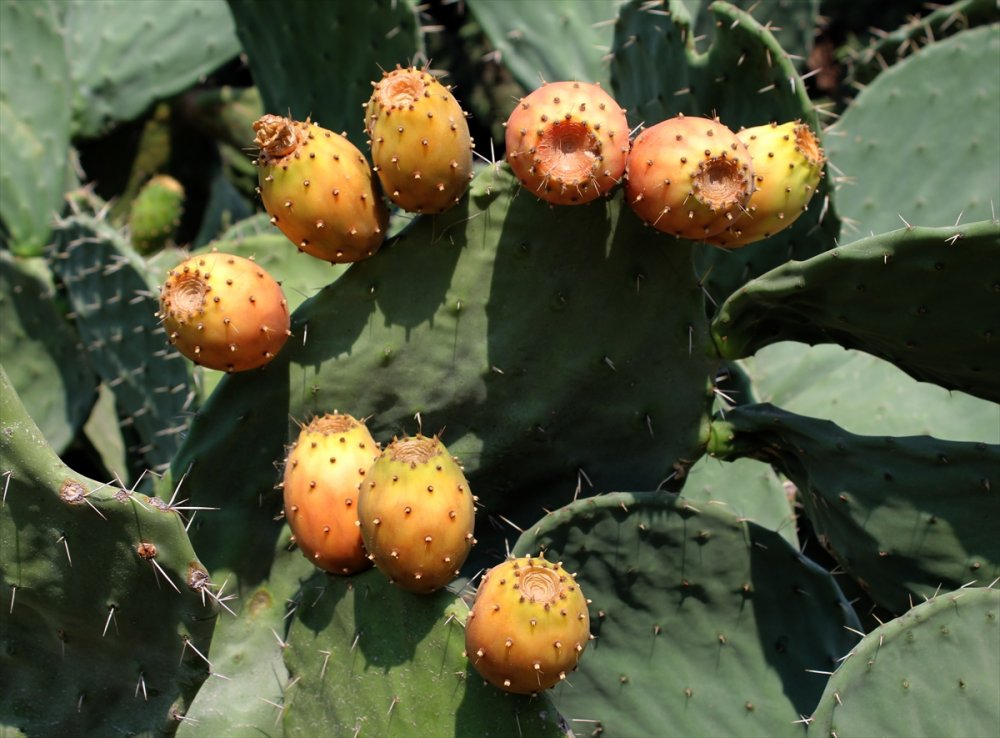 Mersin'in Lezzeti Dikenli İncir Tatlıya Dönüştürülecek