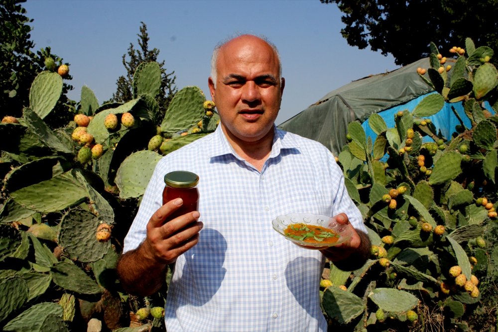 Mersin'in Lezzeti Dikenli İncir Tatlıya Dönüştürülecek