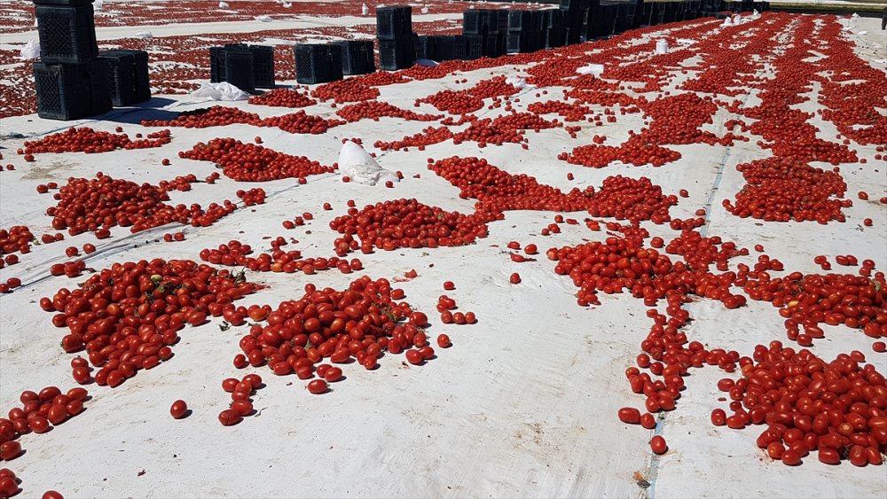 Niğde'de Güneşte Kurutulan Domatesler 6 Ülkeye İhraç Ediliyor