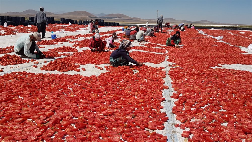 Niğde'de Güneşte Kurutulan Domatesler 6 Ülkeye İhraç Ediliyor