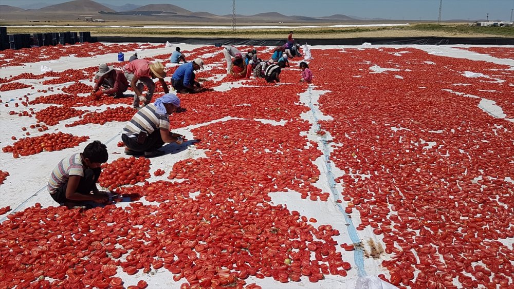 Niğde'de Güneşte Kurutulan Domatesler 6 Ülkeye İhraç Ediliyor