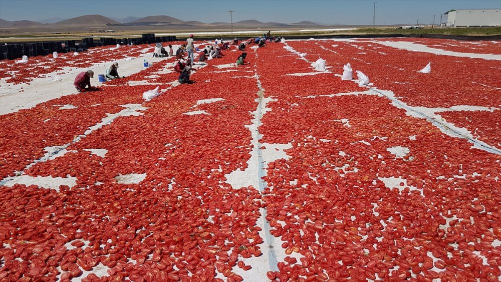 Niğde'de Güneşte Kurutulan Domatesler 6 Ülkeye İhraç Ediliyor