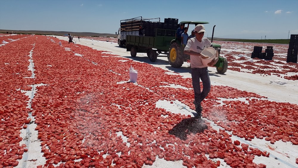 Niğde'de Güneşte Kurutulan Domatesler 6 Ülkeye İhraç Ediliyor