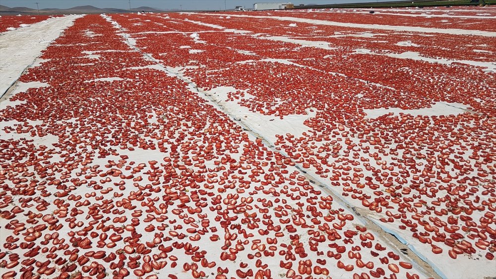 Niğde'de Güneşte Kurutulan Domatesler 6 Ülkeye İhraç Ediliyor