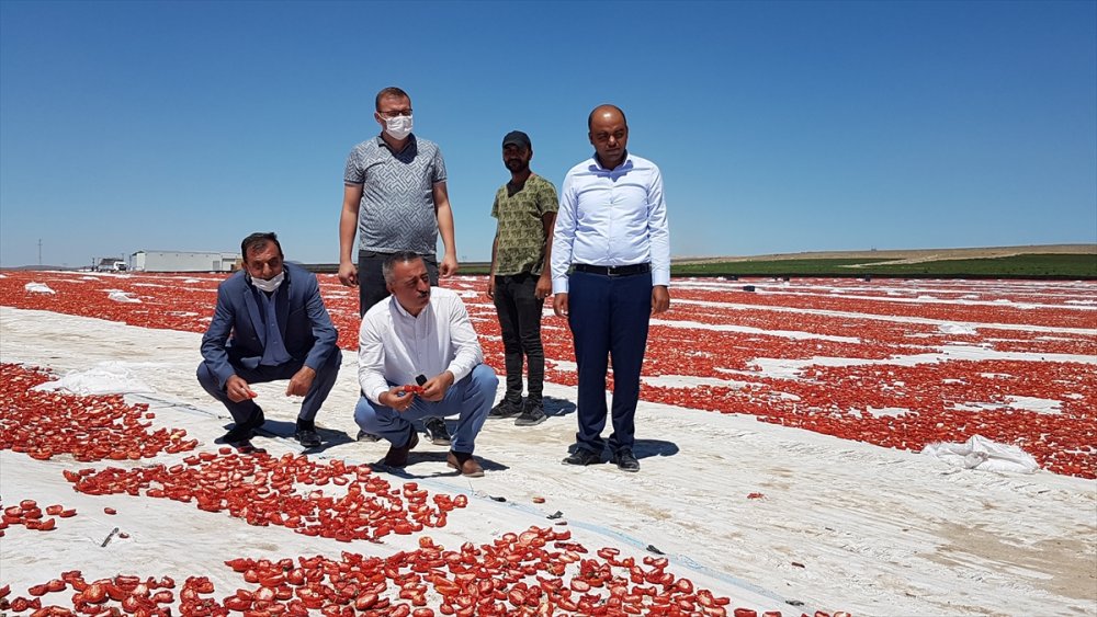 Niğde'de Güneşte Kurutulan Domatesler 6 Ülkeye İhraç Ediliyor
