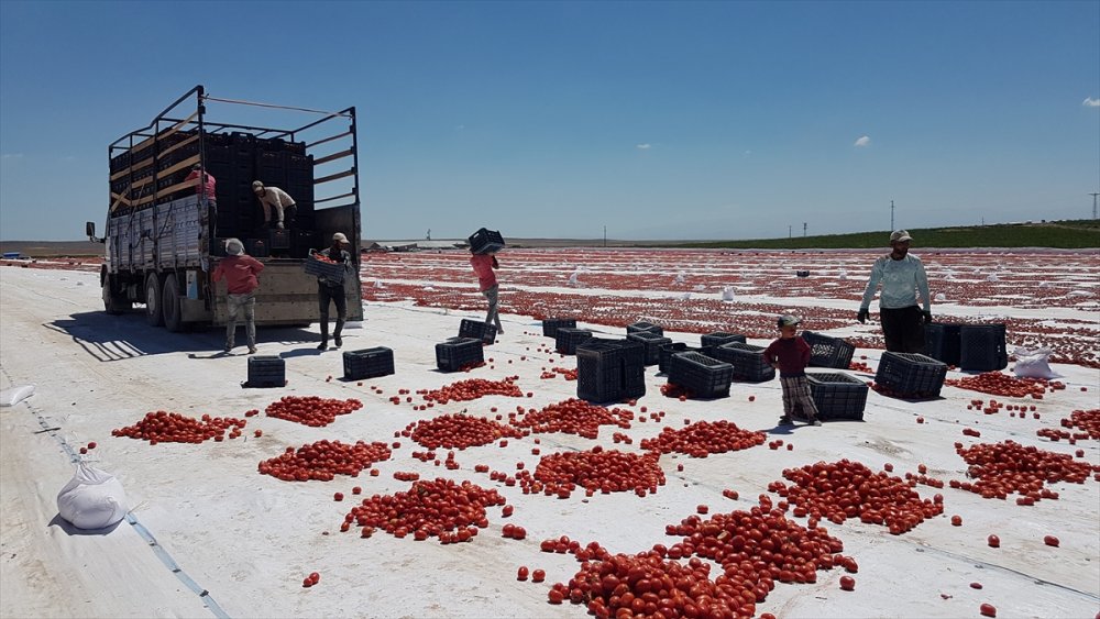 Niğde'de Güneşte Kurutulan Domatesler 6 Ülkeye İhraç Ediliyor