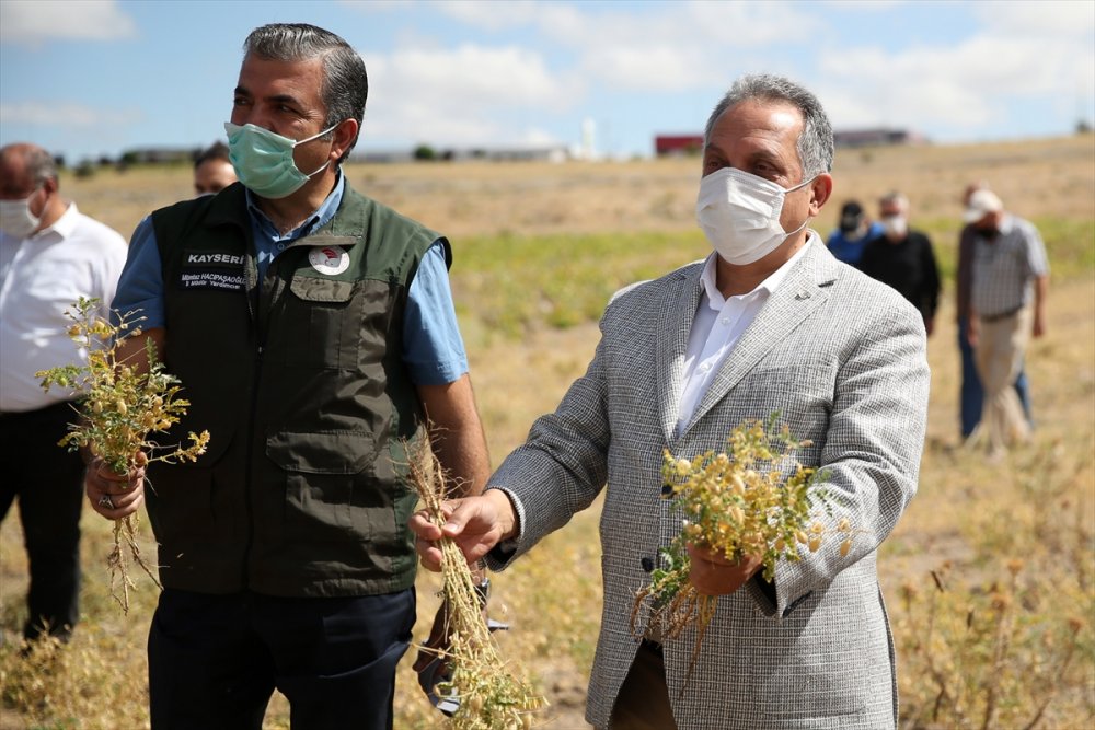 Talas Belediyesi, Üniversitenin Atıl Arazisinde Nohut Yetiştirdi