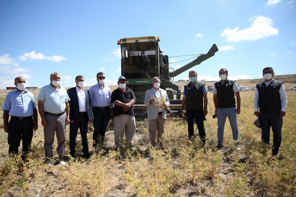Talas Belediyesi, Üniversitenin Atıl Arazisinde Nohut Yetiştirdi