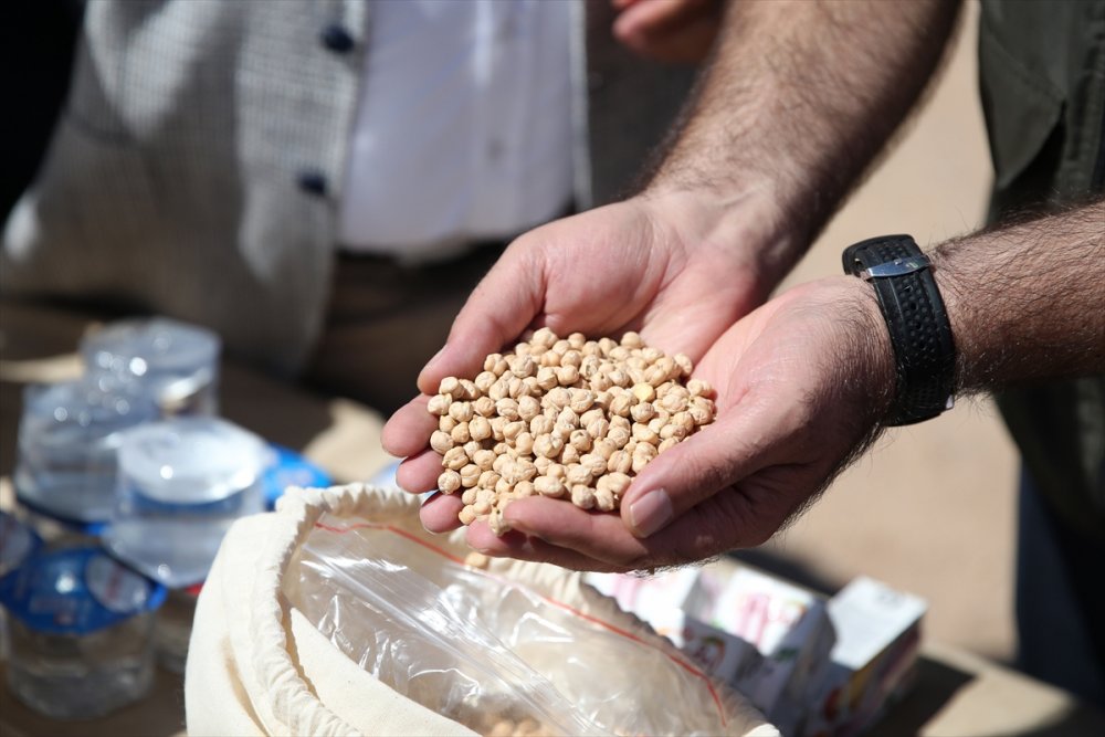 Talas Belediyesi, Üniversitenin Atıl Arazisinde Nohut Yetiştirdi