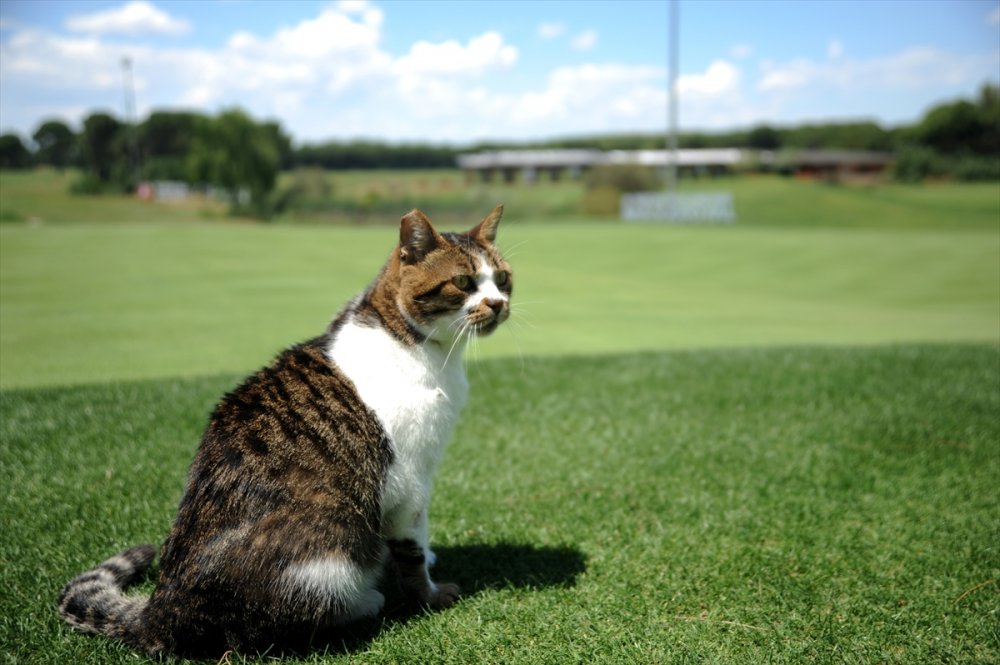 Turizm Bölgesi Belek, Golf Tutkunlarını Bekliyor
