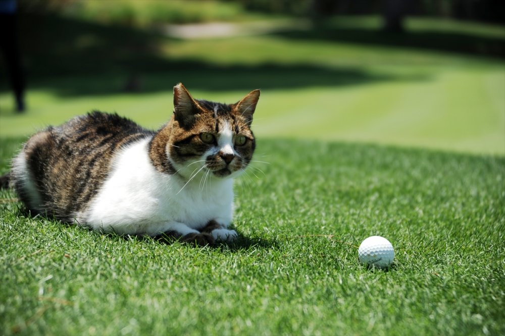 Turizm Bölgesi Belek, Golf Tutkunlarını Bekliyor