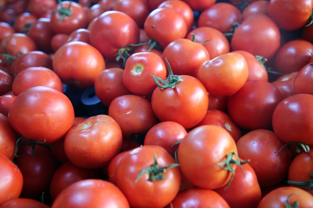 Yaş Meyve Sebze İhracatına Doğu Akdeniz 