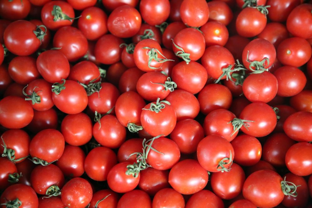 Yaş Meyve Sebze İhracatına Doğu Akdeniz 