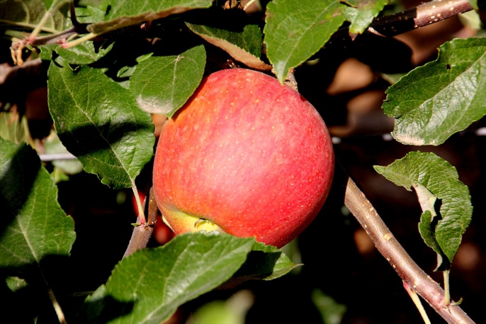 Mersin'de Erkenci Yaz Elması Kalitesi Ve Fiyatıyla Üreticisini Sevindiriyor