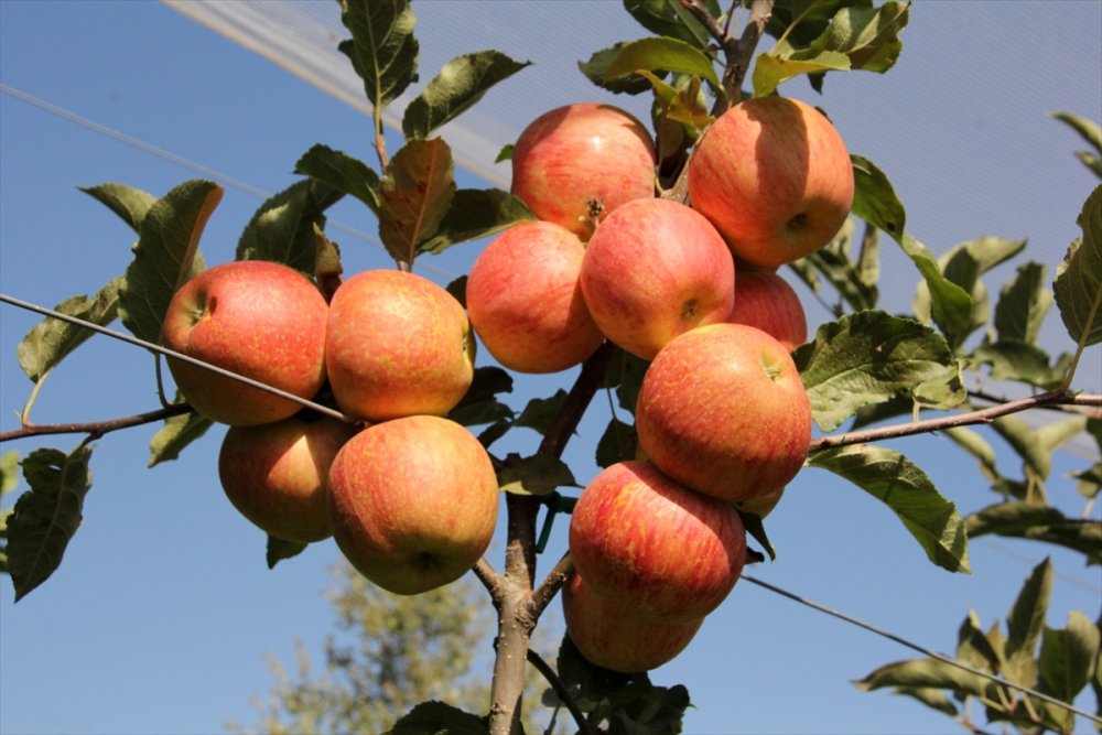 Mersin'de Erkenci Yaz Elması Kalitesi Ve Fiyatıyla Üreticisini Sevindiriyor