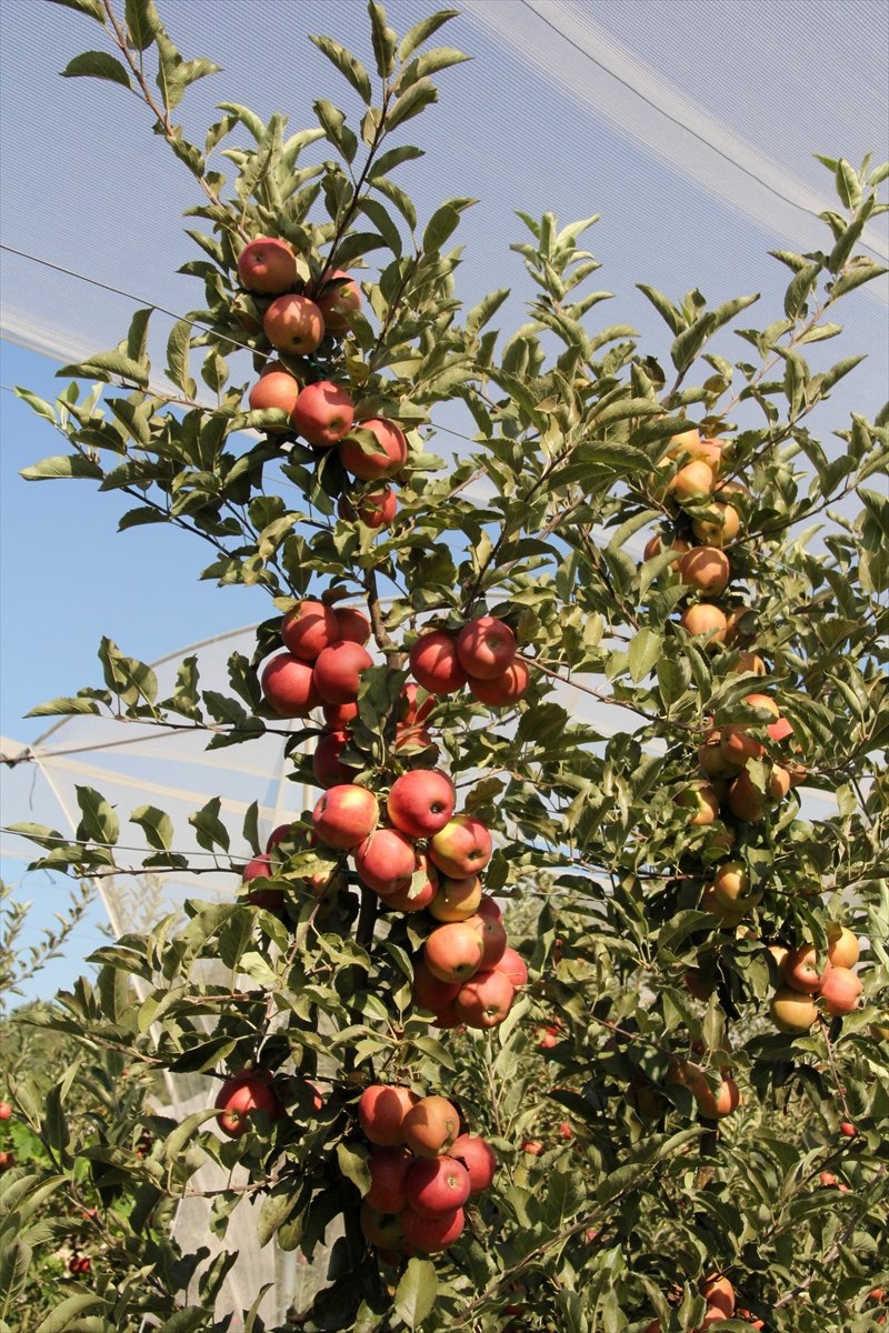 Mersin'de Erkenci Yaz Elması Kalitesi Ve Fiyatıyla Üreticisini Sevindiriyor
