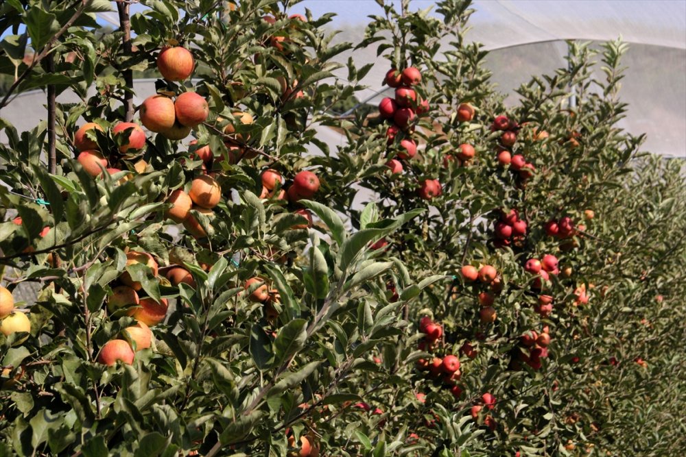 Mersin'de Erkenci Yaz Elması Kalitesi Ve Fiyatıyla Üreticisini Sevindiriyor