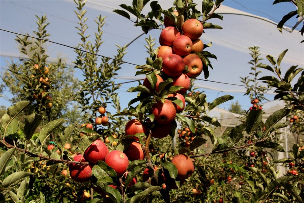 Mersin'de Erkenci Yaz Elması Kalitesi Ve Fiyatıyla Üreticisini Sevindiriyor