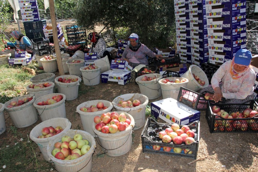 Mersin'de Erkenci Yaz Elması Kalitesi Ve Fiyatıyla Üreticisini Sevindiriyor