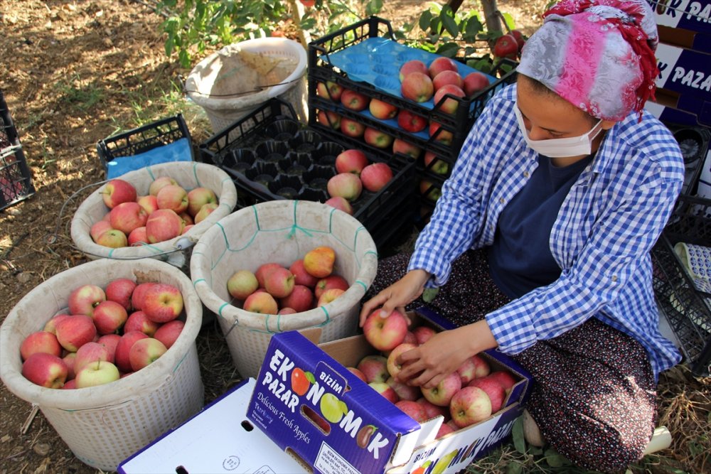 Mersin'de Erkenci Yaz Elması Kalitesi Ve Fiyatıyla Üreticisini Sevindiriyor