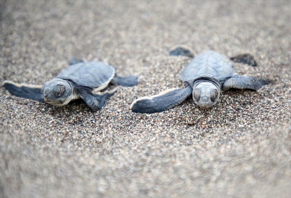 Yavru Deniz Kaplumbağalarının Mersin Kumsallarında Zorlu Yaşam Yolculuğu
