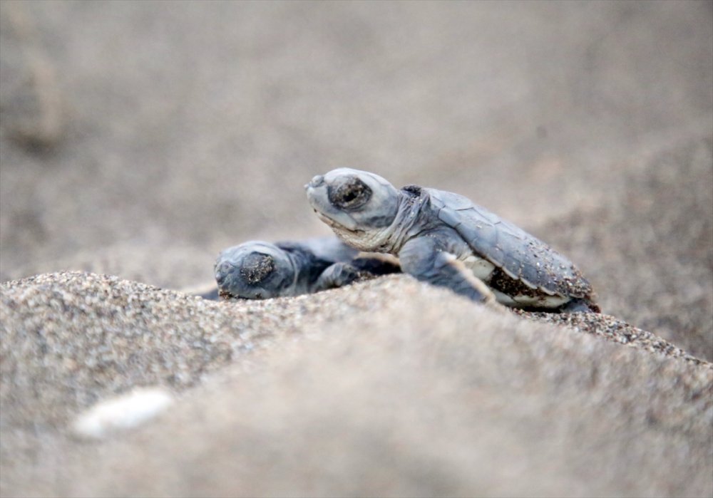 Yavru Deniz Kaplumbağalarının Mersin Kumsallarında Zorlu Yaşam Yolculuğu