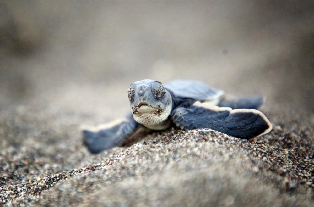 Yavru Deniz Kaplumbağalarının Mersin Kumsallarında Zorlu Yaşam Yolculuğu
