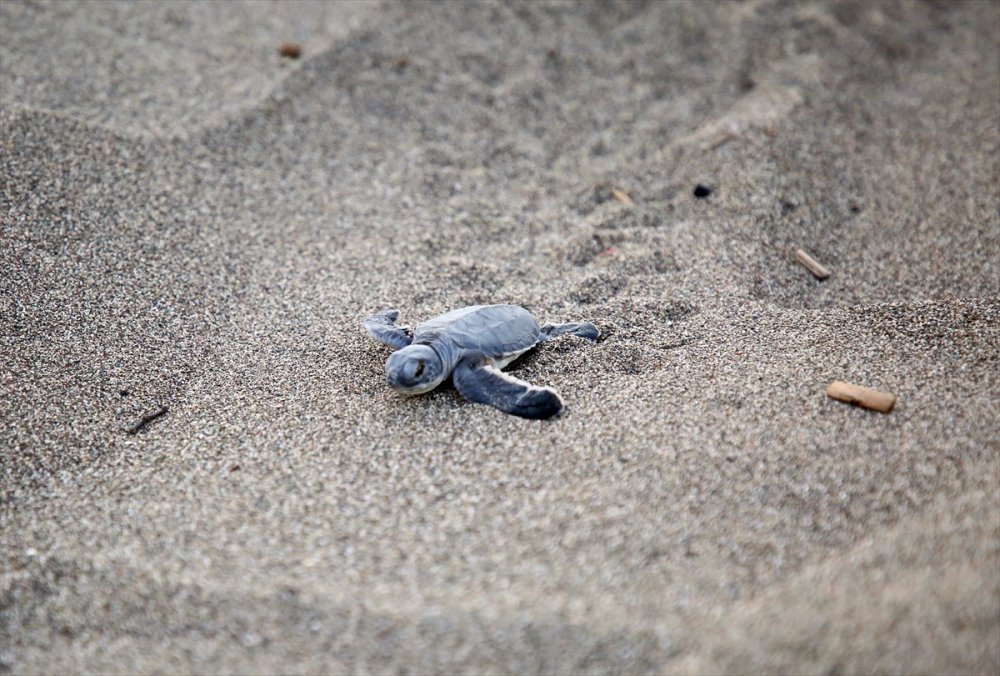Yavru Deniz Kaplumbağalarının Mersin Kumsallarında Zorlu Yaşam Yolculuğu