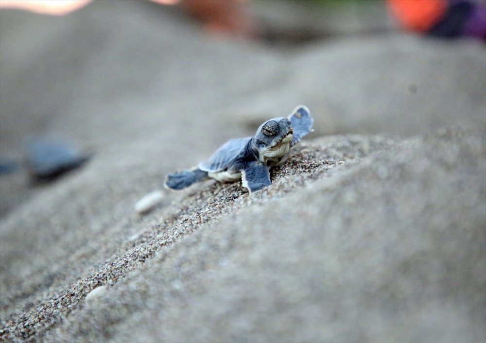 Yavru Deniz Kaplumbağalarının Mersin Kumsallarında Zorlu Yaşam Yolculuğu