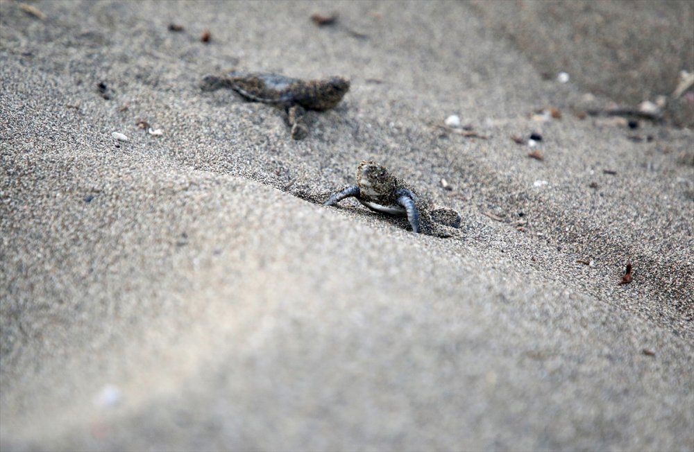 Yavru Deniz Kaplumbağalarının Mersin Kumsallarında Zorlu Yaşam Yolculuğu