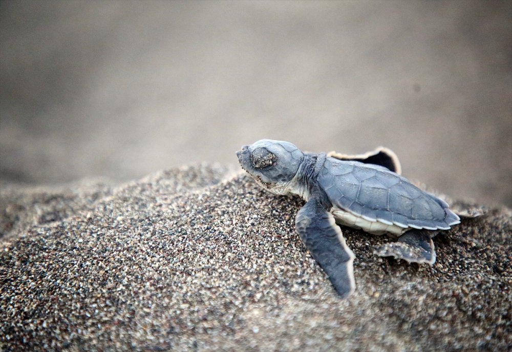 Yavru Deniz Kaplumbağalarının Mersin Kumsallarında Zorlu Yaşam Yolculuğu