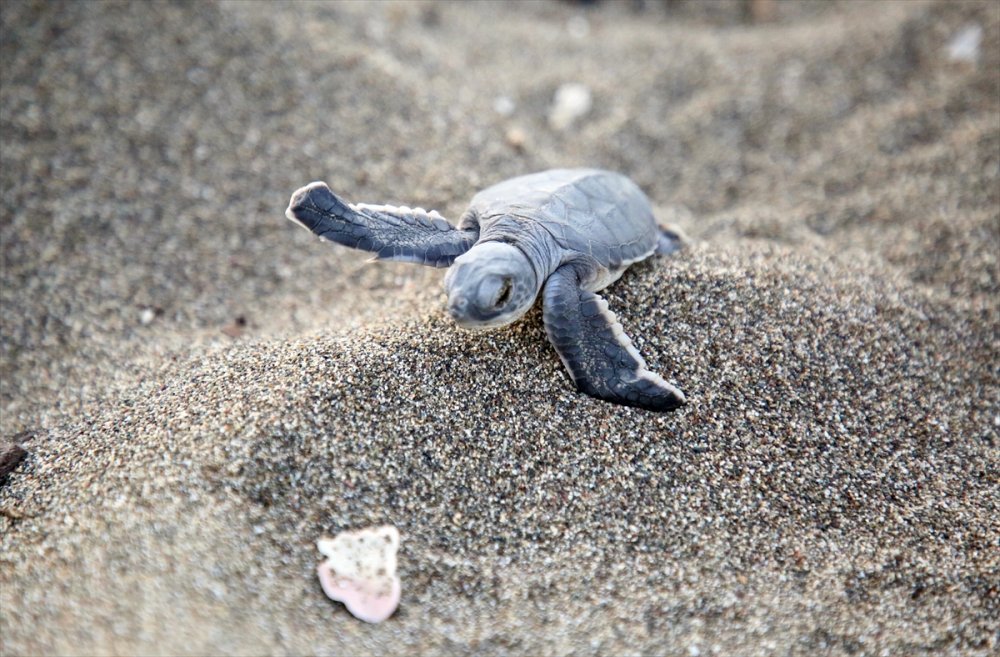 Yavru Deniz Kaplumbağalarının Mersin Kumsallarında Zorlu Yaşam Yolculuğu
