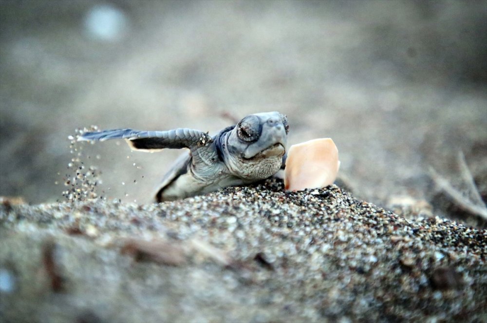 Yavru Deniz Kaplumbağalarının Mersin Kumsallarında Zorlu Yaşam Yolculuğu