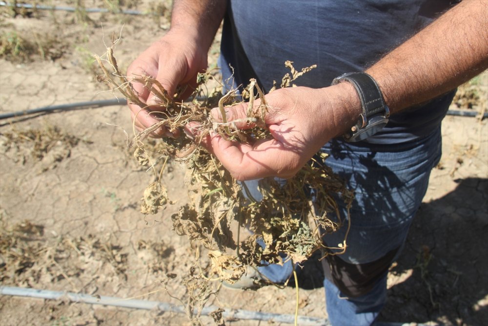 Konya'da Çiftçiler, Zararlarını Karşılamadığını İddia Ettikleri Sigorta Şirketini Tarlada Protesto Etti