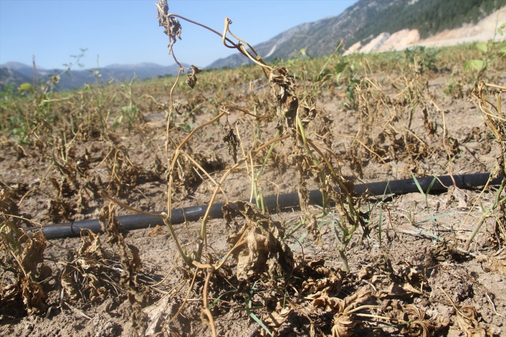 Konya'da Çiftçiler, Zararlarını Karşılamadığını İddia Ettikleri Sigorta Şirketini Tarlada Protesto Etti