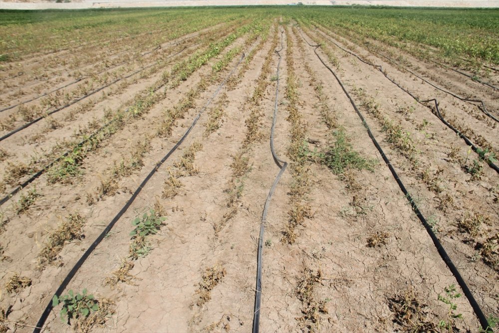 Konya'da Çiftçiler, Zararlarını Karşılamadığını İddia Ettikleri Sigorta Şirketini Tarlada Protesto Etti