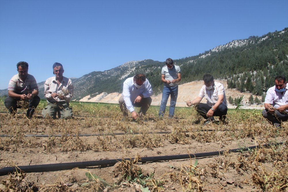 Konya'da Çiftçiler, Zararlarını Karşılamadığını İddia Ettikleri Sigorta Şirketini Tarlada Protesto Etti