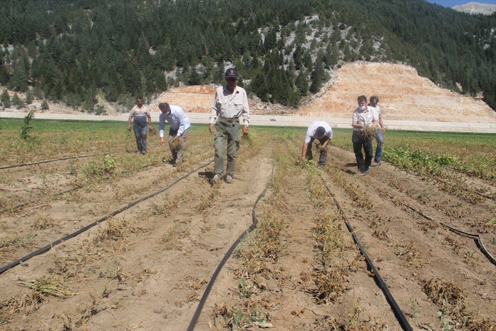 Konya'da Çiftçiler, Zararlarını Karşılamadığını İddia Ettikleri Sigorta Şirketini Tarlada Protesto Etti