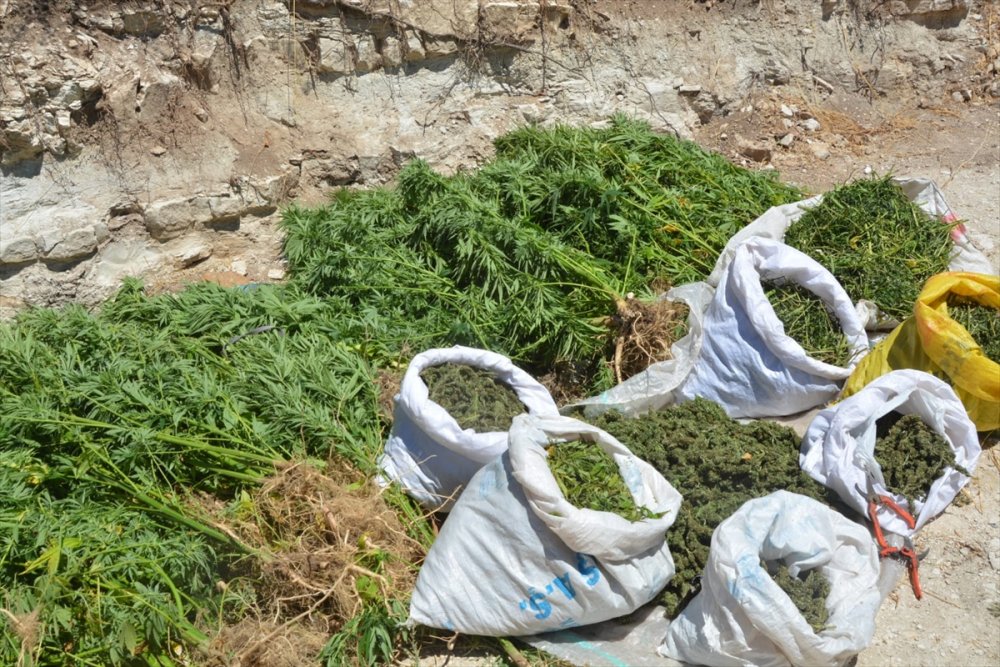 Mersin'de Mısır Tarlasında Uyuşturucu Yetiştiren Zanlı Tutuklandı