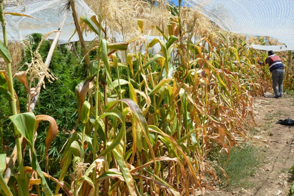 Mersin'de Mısır Tarlasında Uyuşturucu Yetiştiren Zanlı Tutuklandı