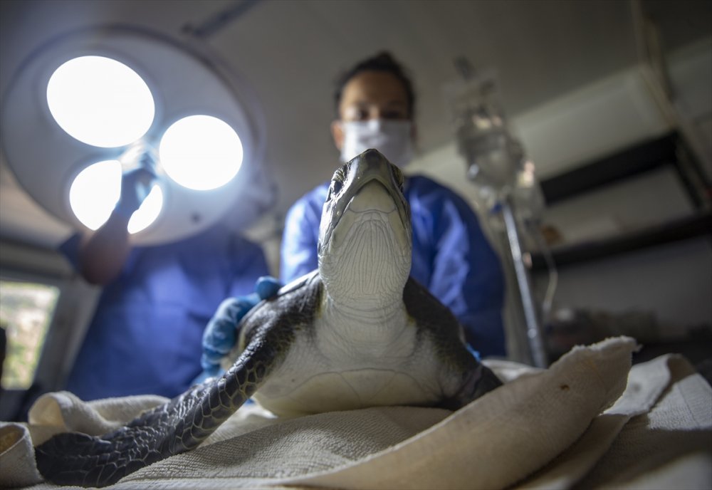 Deniz Kaplumbağalarının Cankurtaranları