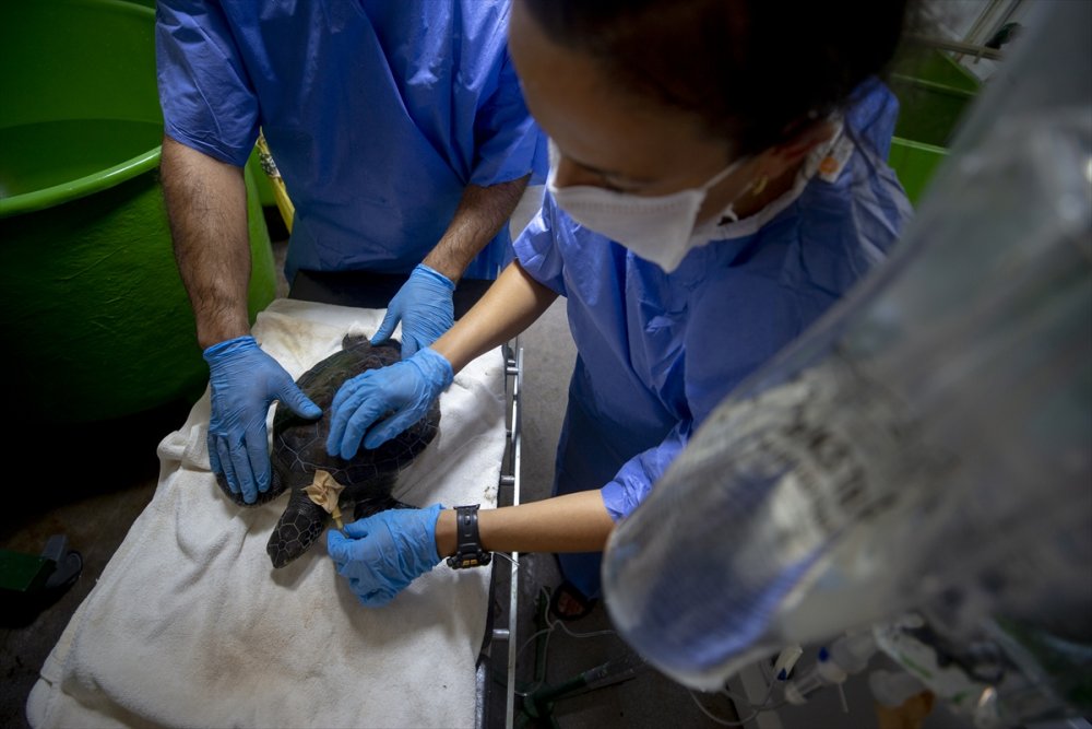 Deniz Kaplumbağalarının Cankurtaranları