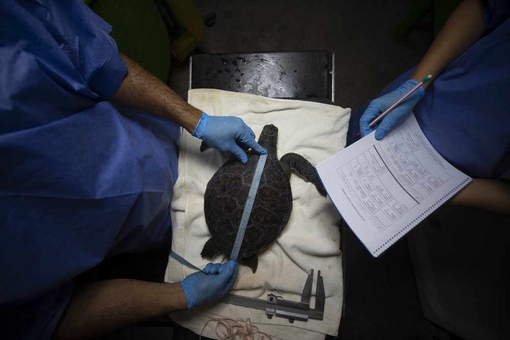 Deniz Kaplumbağalarının Cankurtaranları