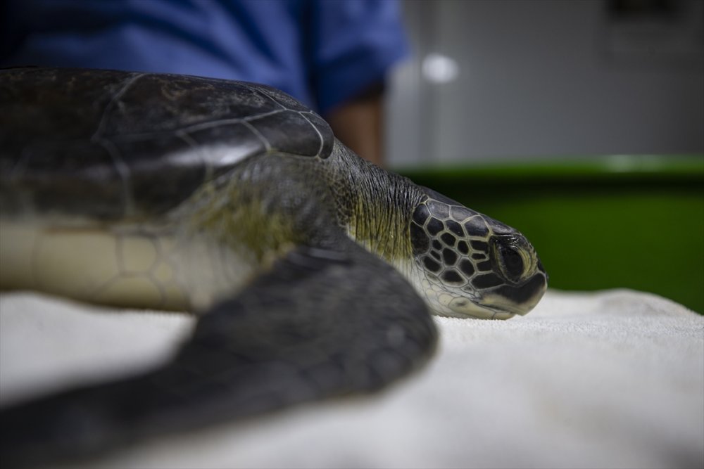 Deniz Kaplumbağalarının Cankurtaranları