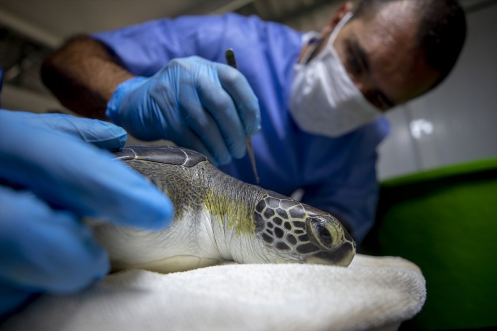 Deniz Kaplumbağalarının Cankurtaranları